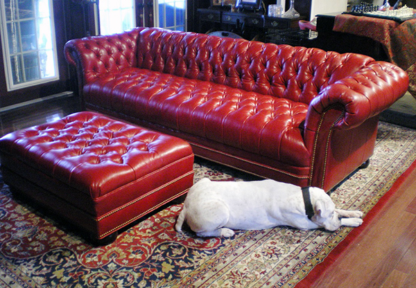 Bristol sofa with dog.