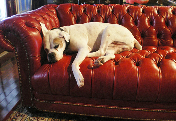 Dog on Bristol sofa